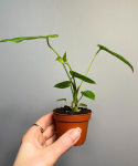 Anthurium Balaoanum S