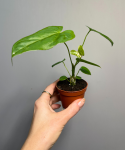 Anthurium Balaoanum S