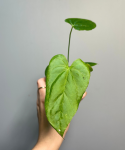 Anthurium Balaoanum S