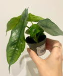 Alocasia Dragon Breath