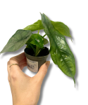 Alocasia Dragon Breath