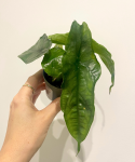 Alocasia Dragon Breath