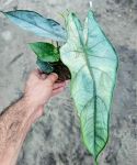 Alocasia Dragon Breath  starsza roślina