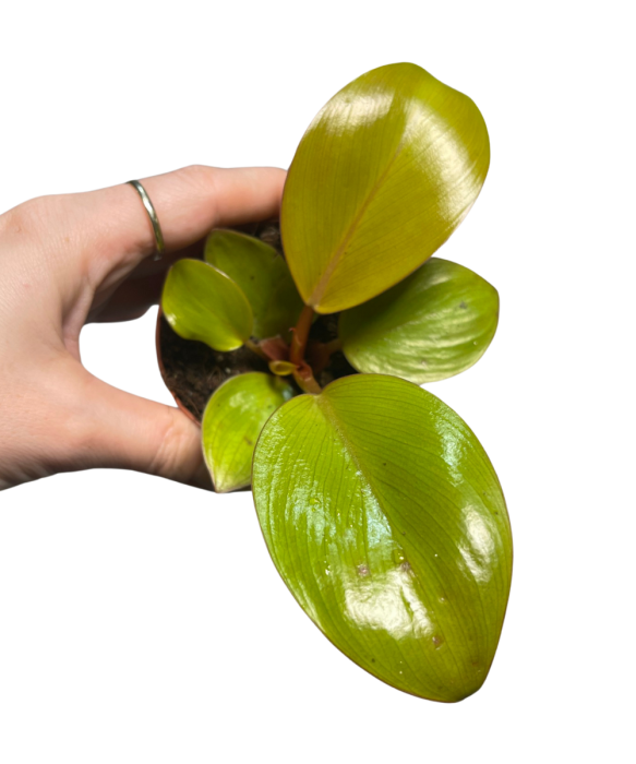 Philodendron Mars