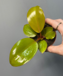 Philodendron Mars