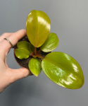 Philodendron Mars