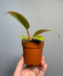Philodendron Mars