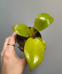 Philodendron Mars