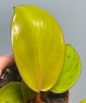 Philodendron Mars