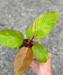Philodendron Mars  - starsza roślina