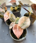 Alocasia cuprea 'Red Variegata'