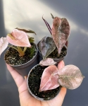 Alocasia cuprea 'Red Variegata'
