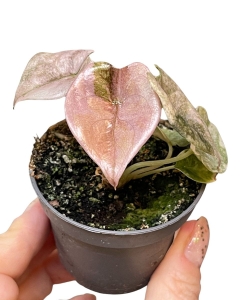 Alocasia cuprea 'Red Variegata'