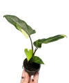 Alocasia lauterbachiana Aurea Variegata