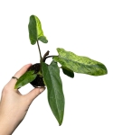 Alocasia lauterbachiana Aurea Variegata