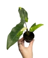 Alocasia lauterbachiana Aurea Variegata