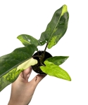 Alocasia lauterbachiana Aurea Variegata