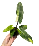 Alocasia lauterbachiana Aurea Variegata