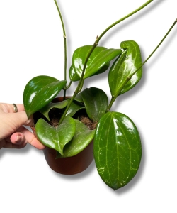 Hoya Quinquenervia