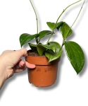 Hoya Quinquenervia