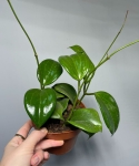 Hoya Quinquenervia