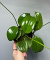 Hoya Quinquenervia