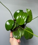 Hoya Quinquenervia