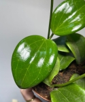 Hoya Quinquenervia