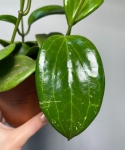 Hoya Quinquenervia