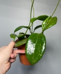 Hoya Quinquenervia