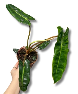Philodendron billietiae - M
