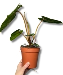 Philodendron billietiae - M