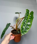 Philodendron billietiae - M