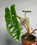 Philodendron billietiae - M
