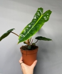 Philodendron billietiae - M
