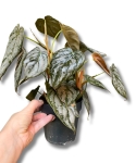 Philodendron brandtianum - M