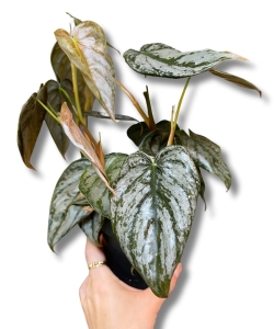 Philodendron brandtianum - M