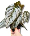 Philodendron brandtianum - M