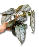Philodendron brandtianum - M