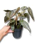 Philodendron brandtianum - M