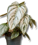Philodendron brandtianum - M