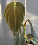 Philodendron gigas - M