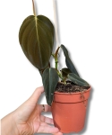 Philodendron gigas - M