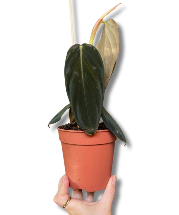 Philodendron gigas - M