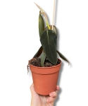 Philodendron gigas - M