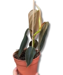 Philodendron gigas - M