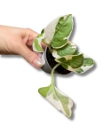Epipremnum N'joy / Njoy - S