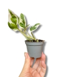 Epipremnum N'joy / Njoy - S