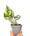 Epipremnum N'joy / Njoy - S