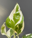 Epipremnum N'joy / Njoy - S